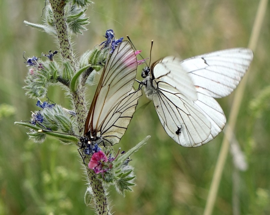 black-veined white